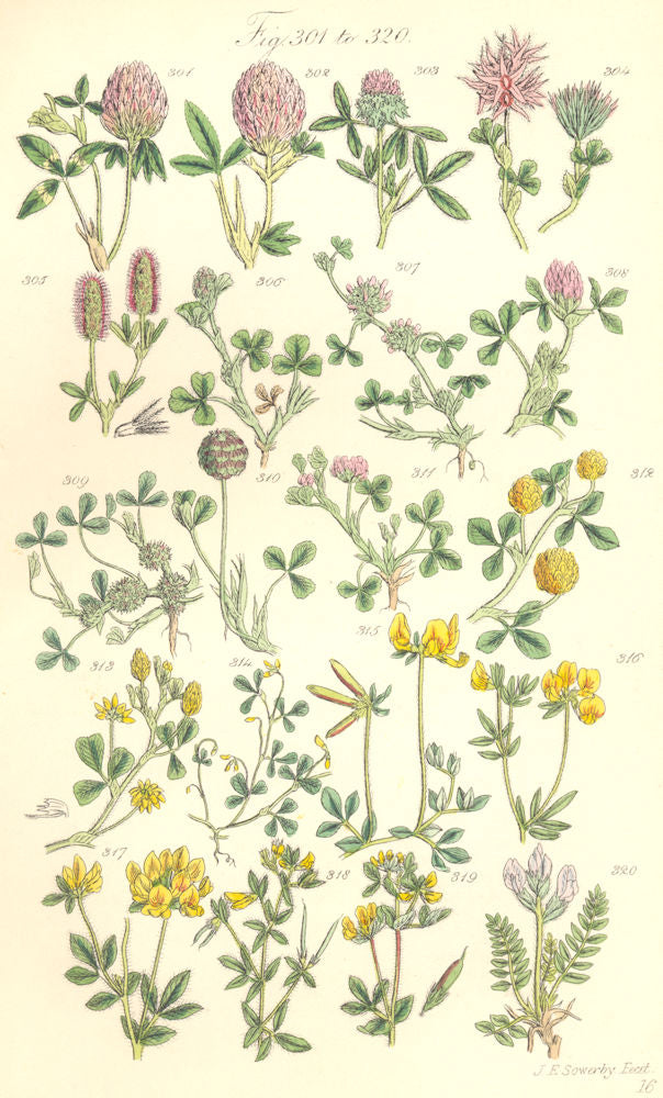 TREFOILS. Red Teasle Starry Knotted Sand Strawberry Yellow Slender. SOWERBY 1890